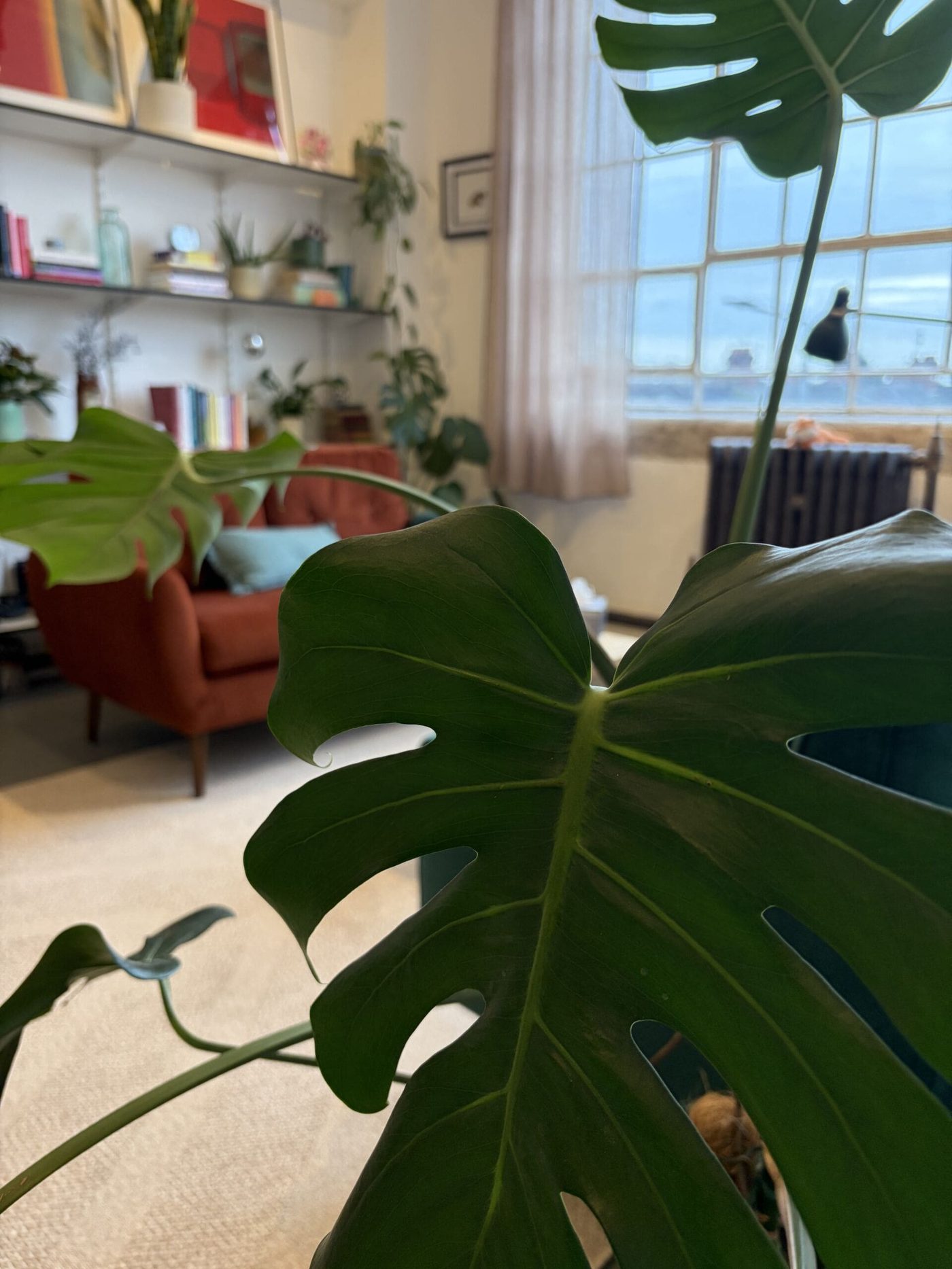 There's plenty of plants inside our room